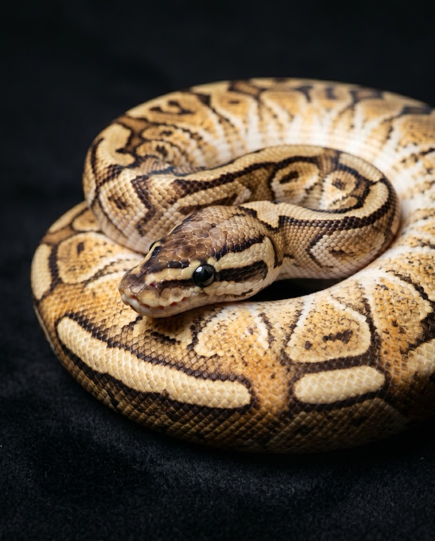 Spider ball python