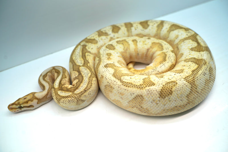 Healthy ball python from the NERD collection