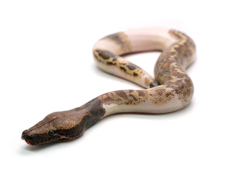 Blood python in excellent condition