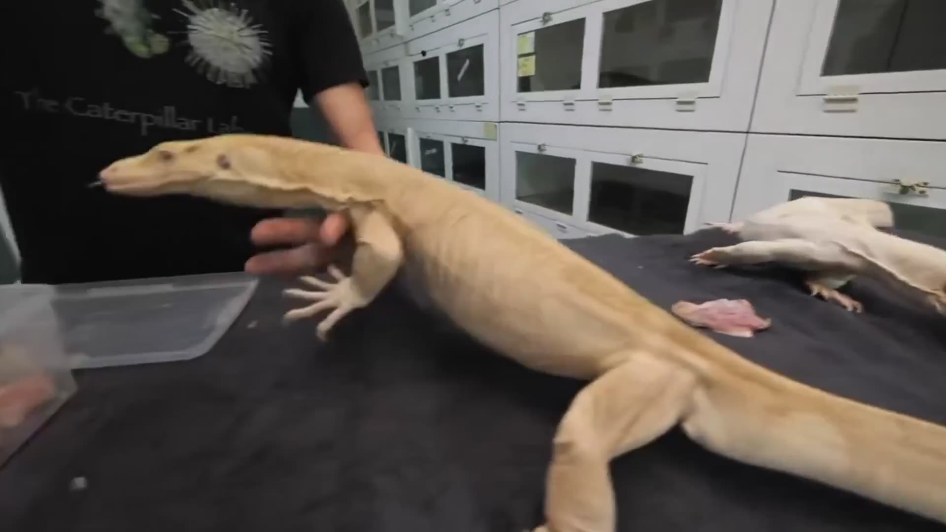 Kevin working hands-on with an animal at NERD